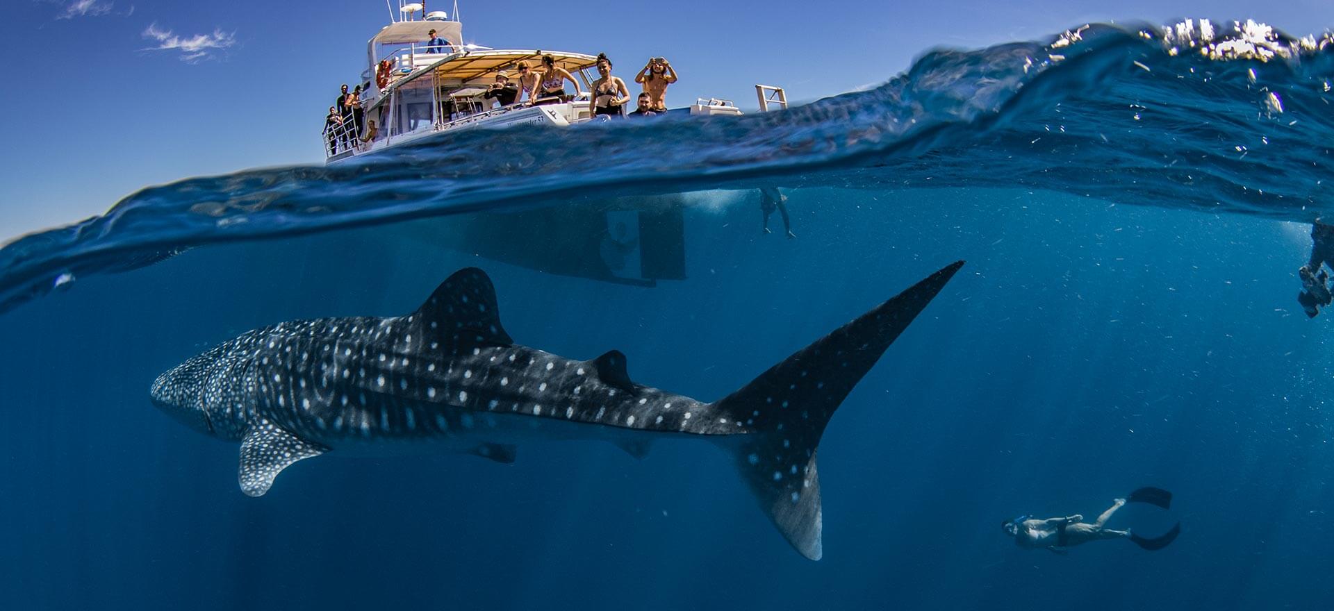 swim-with-whale-shark